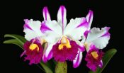 Folder do Evento: ​Exposição de Orquídeas
